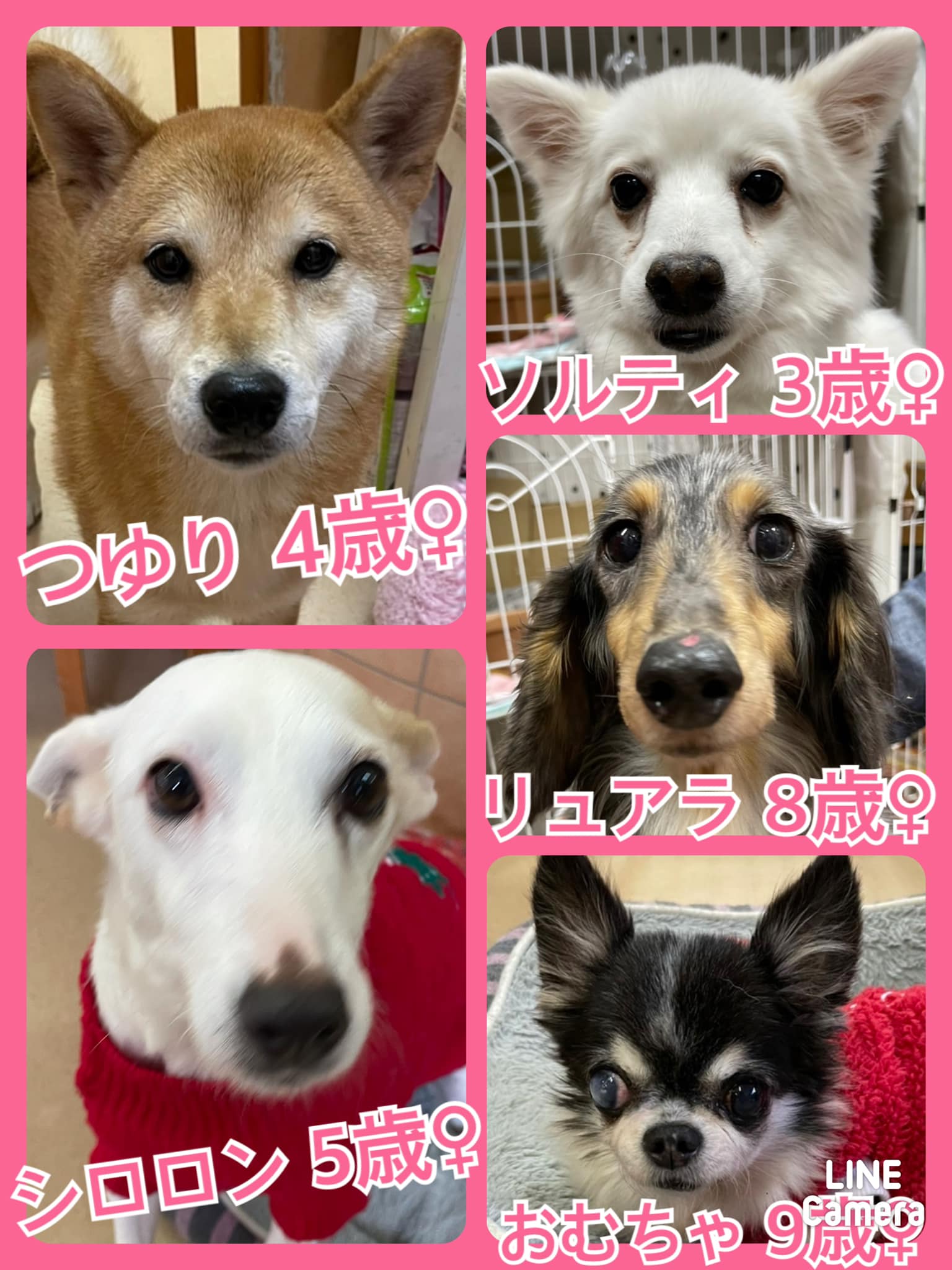 🐾今日の里親様募集中ワンコ🐶メンバーです🐾2021,12,18【保護犬カフェ天神橋店】